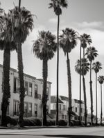 Plakat 60x80cm Spacer w Cieniu Palm