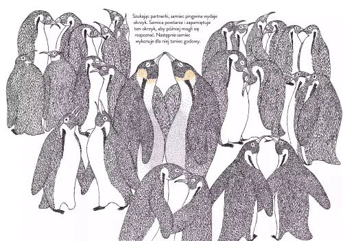 Narodziny na Arena.pl