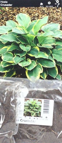 Funkia Hosta Wielkolistna Crusader na Arena.pl