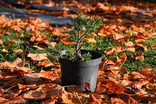 Jałowiec chiński Shimpaku - Juniperus chinensis 0040 na Arena.pl