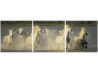 90X30CM BIAŁE DZIKIE KONIE TRÓJ OBRAZ