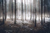 Fototapeta Zimowy Las Śnieg NATURA do Sypialni 405x270
