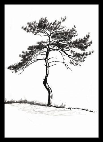 Plakat 21x29,7cm Samotna Sosna na Arena.pl