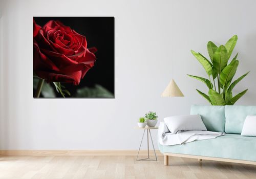 Obraz 100x100cm Róża w Półcieniu na Arena.pl