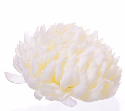 Chryzantema kremowa na Arena.pl