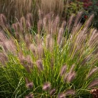 Rozplenica japońska 'Magic' (Pennisetum alopecuroides) Doniczka 2.0L