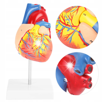 TRÓJWYMIAROWY MODEL ANATOMICZNY SERCA CZŁOWIEKA 3D ROZKŁADANE LUDZKIE SERCE