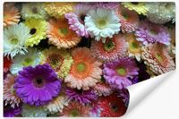 Fototapeta Do Sypialni KWIATY Gerbery Efekt 3D 300cm x 210cm