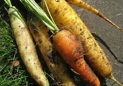 ZIEMIA UNIWERSALNA Do KWIATÓW warzyw OGRODOWA 65L Z NAWOZEM wysiew na Arena.pl