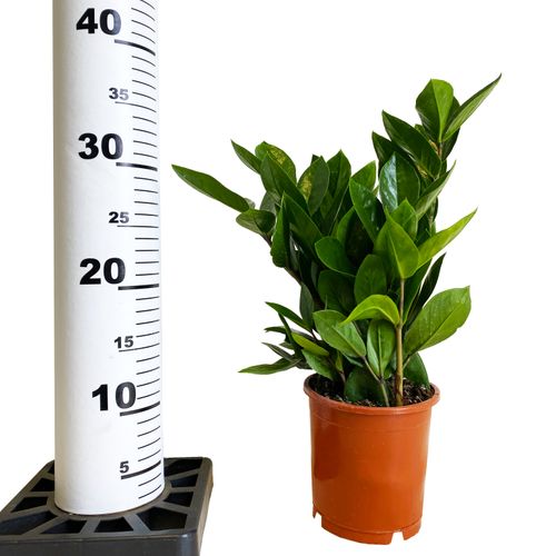 ZAMIOKULKAS (ZAMIOCULCAS) 35cm na Arena.pl