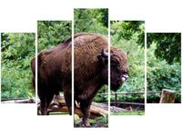 100CM 150CM OBRAZ 5 ELEM ŻUBR TRAWIE PUSZCZY ŚCIENNY