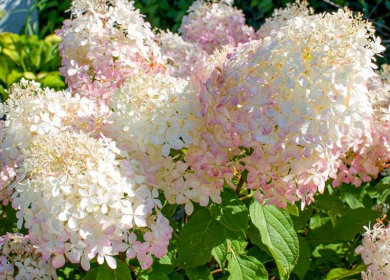 HORTENSJA PHANTOM - sadzonki w doniczkach !!! zdjęcie 1