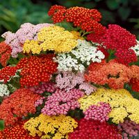 Krwawnik Pospolity Mix Nasion Bylina Rabatowa Zadarniająca Na Kwiaty Cięte