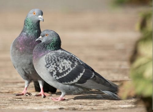 SUCHA DEZYNFEKCJA kurnika obory gołębnika Dezynfekant LIDER 25KG na Arena.pl