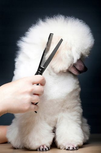 Profesjonalne Nożyczki do Strzyżenia Psów Kotów Czarne Zestaw Etui Grzebień na Arena.pl