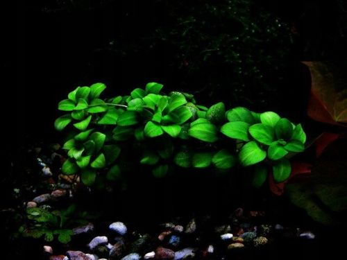 Anubias barteri var. nana 'Petite' Koszyk Ø 5,5 cm na Arena.pl