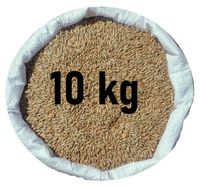 Żyto na poplon ozimy - czyste prosto od Rolnika (zbiór2025) 10kg