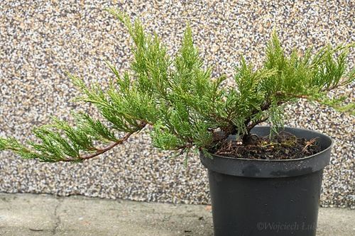 Jałowiec sabiński Tamariscifolia krzew okrywowy na Arena.pl