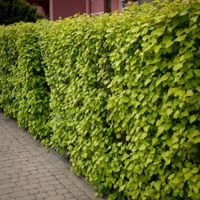 PĘCHERZNICA żółta - sadzonki 60  / 80 cm