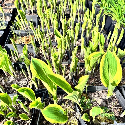 Funkia Hosta 'Bold Edger' Żółte brzegi, Doniczka 2.0L na Arena.pl