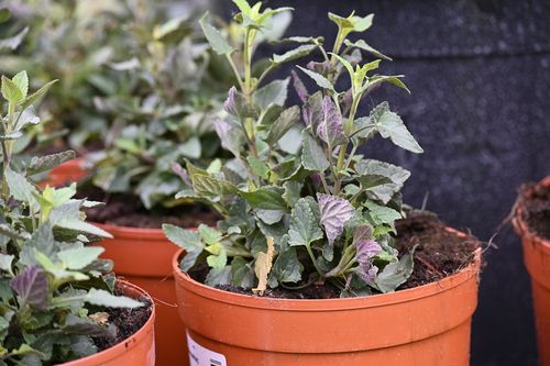 Kłosowiec Mango Tango - Agastache na Arena.pl