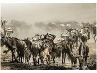 OBRAZ DRUK ANTYLOPY GNU AFRYCE