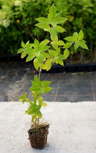 Hortensja Bukietowa BOMBSHELL 10-20cm Klejnot Ogrodu zdjęcie 3