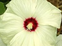 HIBISKUS KETMIA BAGIENNY Old Yella