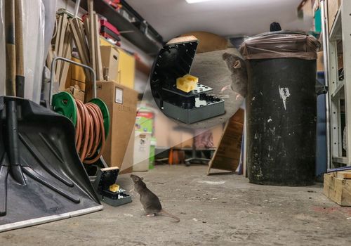 5x SILNA ŁAPKA PUŁAPKA NA SZCZURY I MYSZY GILOTYNA DUŻA SIŁA MECHANIZMU na Arena.pl