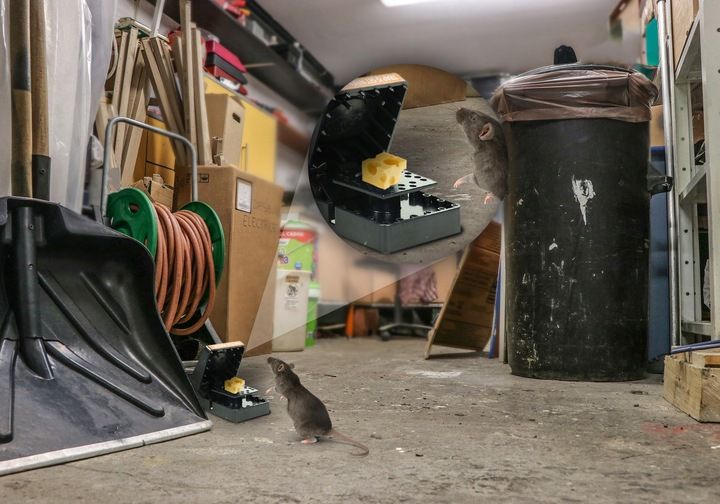 5x SILNA ŁAPKA PUŁAPKA NA SZCZURY I MYSZY GILOTYNA DUŻA SIŁA MECHANIZMU zdjęcie 10