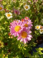 Złocień ogrodowy - Chrysanthemum indicum (hortorum)