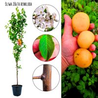 Śliwa Renkloda Żółta deserowa odmiana 100-150 cm