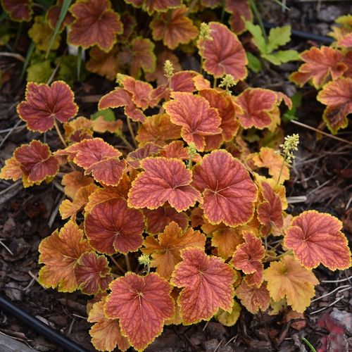 Żurawka DELTA DAWN Pomarańczowo-żółta Do cienia Sadzonki w doniczkach C2 na Arena.pl