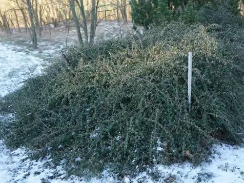 Irga URSYNÓW Zimozielona Okrywowa Na Skarpy Sadzonki w doniczkach P9 na Arena.pl