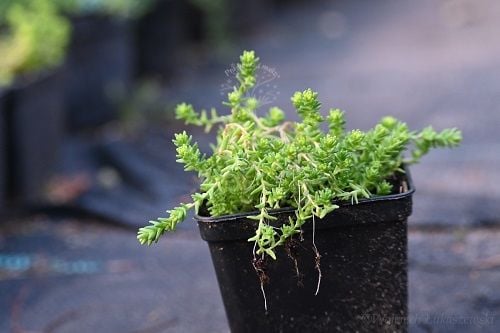Rozchodnik ostry Yellow Queen na skalniak murek zdjęcie 4