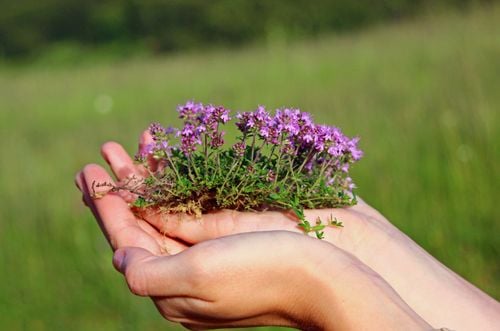 Macierzanka piaskowa (Thymus serpyllum) na Arena.pl