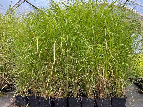 Miskant chiński 'Krater' (Miscanthus sinnesis) P13 na Arena.pl