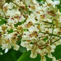 Surmia Katalpa żółtokwiatowa Miododajna Pachnąca Duże sadzonki w doniczkach