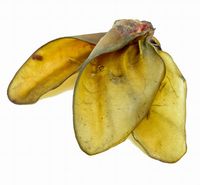 100% Ucho wołowe - duży, chrupiący i zdrowy gryzak dla psa Balto 1szt.