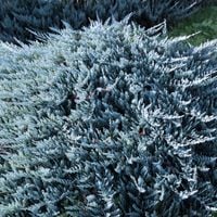 Jałowiec płożący BLUE CHIP Niebieski dywan