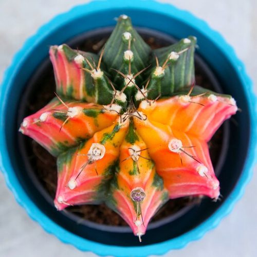 KOLOROWY KAKTUS Gymnocalycium mihanovichii Variegata NA KAŻDĄ OKAZJĘ na Arena.pl