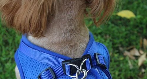 Szelki Bezuciskowe Spacerowe Regulowane Odblask Dla Kota + Smycz Rozmiar Xs na Arena.pl