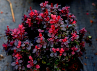 Berberys Thunberga CONCORDE 10-30cm Purpurowy Krzew