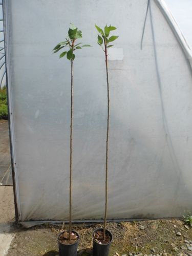 Wiśnia piłkowana KANZAN szczepiona PA 130-150cm C2 na Arena.pl