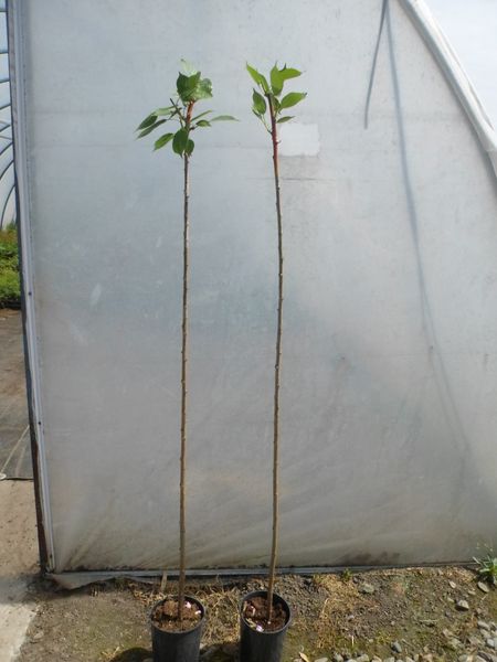 Wiśnia piłkowana KANZAN szczepiona PA 130-150cm C2 zdjęcie 8