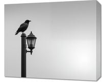 Obraz 60x50cm Samotny Postój Kruka