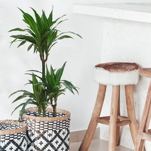 Dracena ULISES 105 cm na Arena.pl