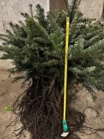 Jodła Kaukaska sadzonki Szkółkowana 5 Letnia do 55 cm PAKIET 25 szt