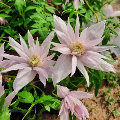 Clematis botaniczny MARKHAM'S PINK POWOJNIK najobficiej kwitnie 1L na Arena.pl