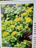 Rozchodnik kamczacki na skalniak